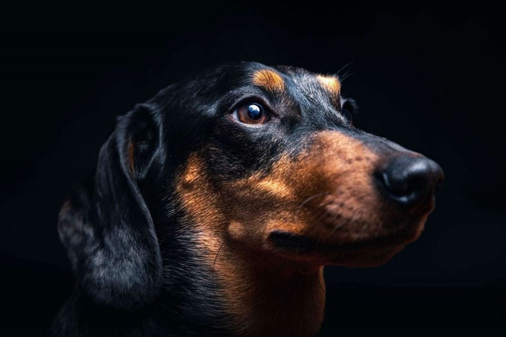 Retrato de un orgulloso teckel.