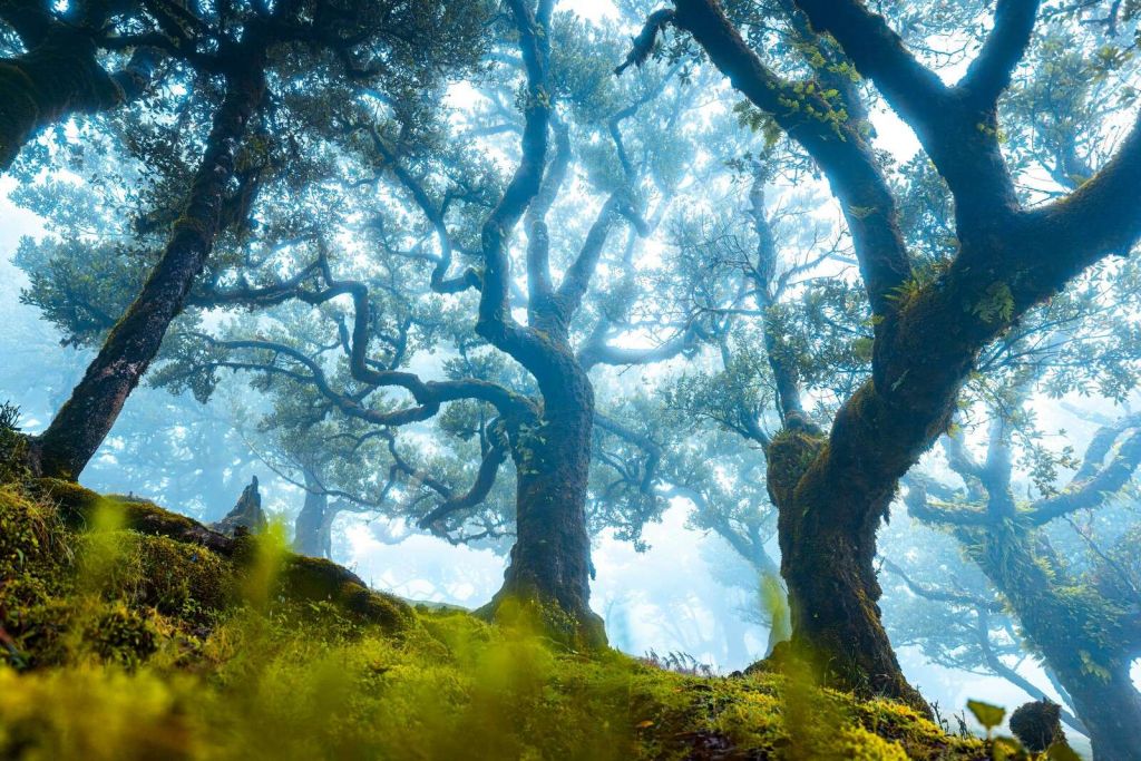 Bosque de cuentos en la niebla de la mañana