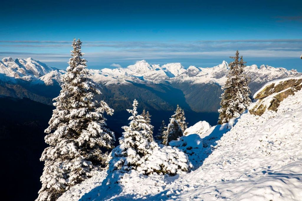 Pinos nevados con vista a la montaña.