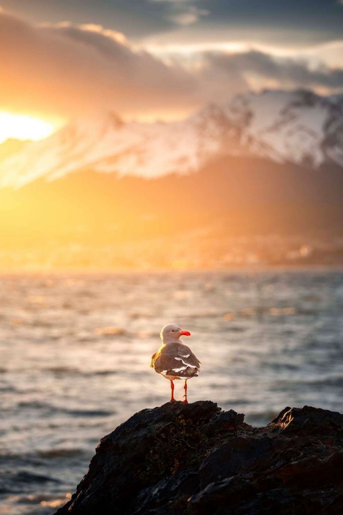 Gaviota al atardecer en el fiordo.