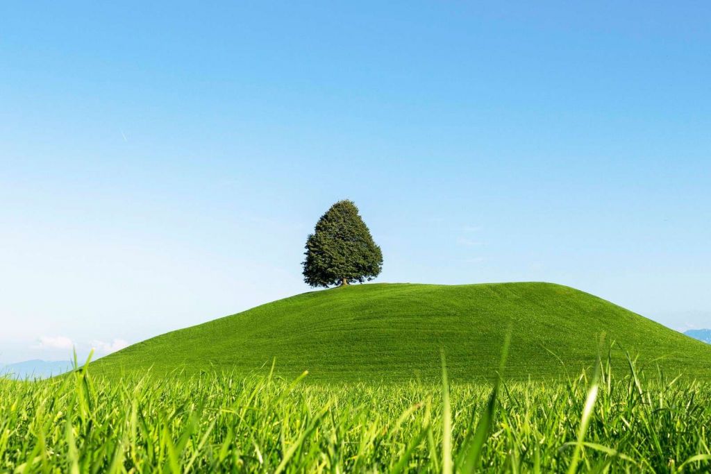 Árbol solitario en la colina verde