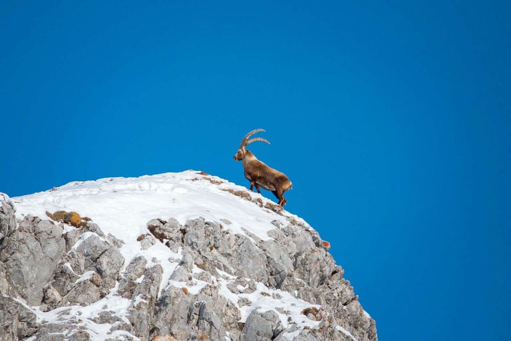 Steenbok en la cima nevada.