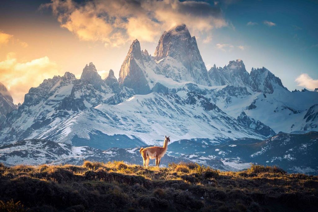 Guanaco entre cumbres nevadas