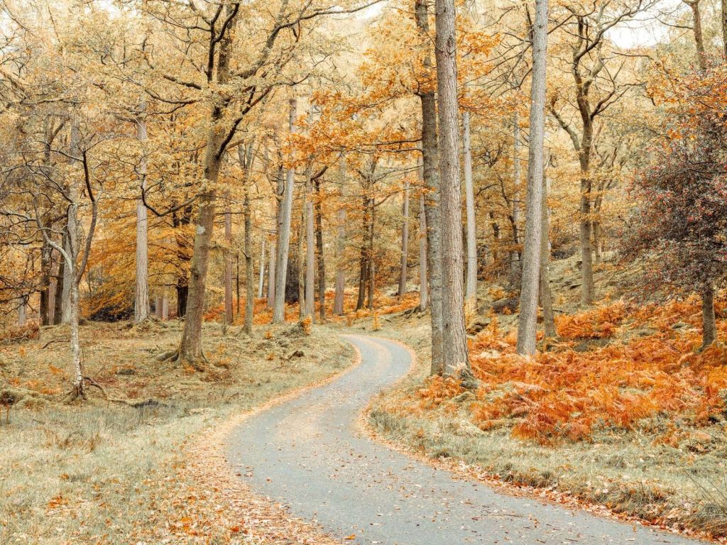 Camino a través del bosque