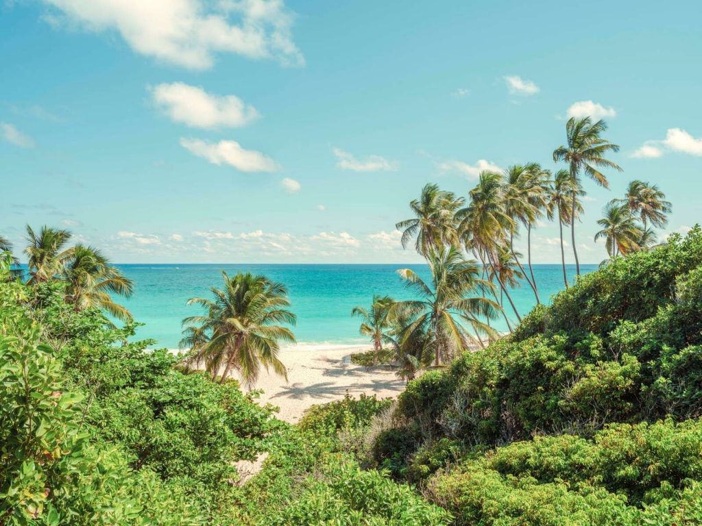 Palmeras en la playa en Barbados.