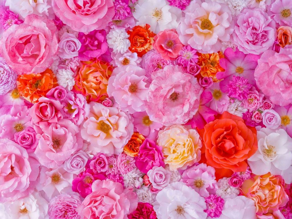 Cuadro completo de variedad de rosas de jardín, fondo de flores