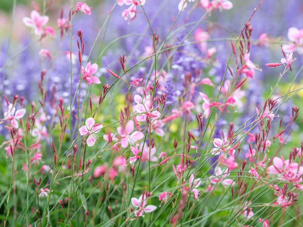 Flores amarillas del prado
