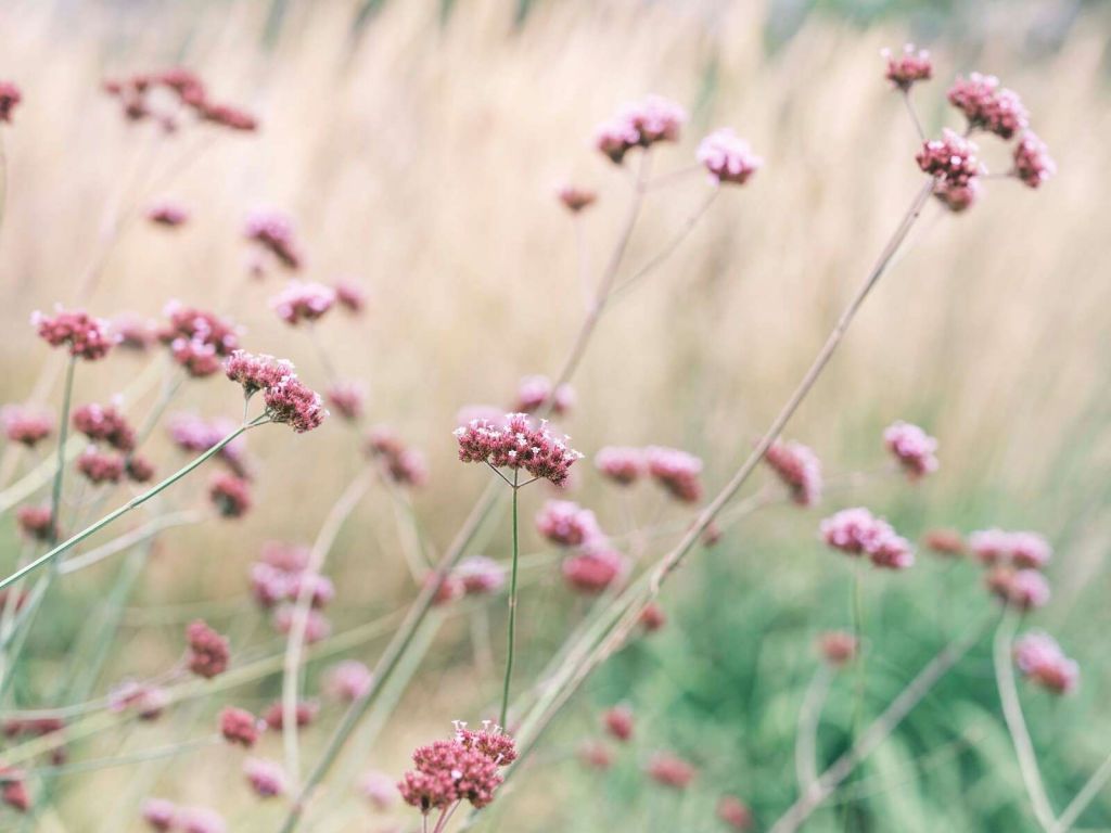 Flores suaves de pradera rosada