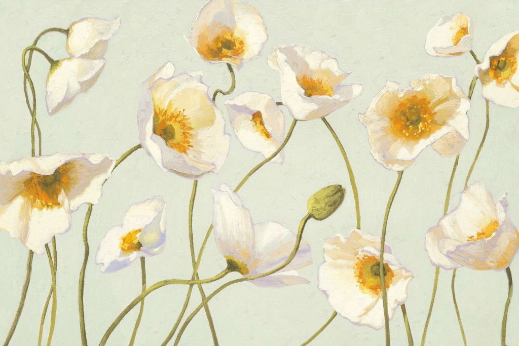 Amapolas blancas en suave viento.