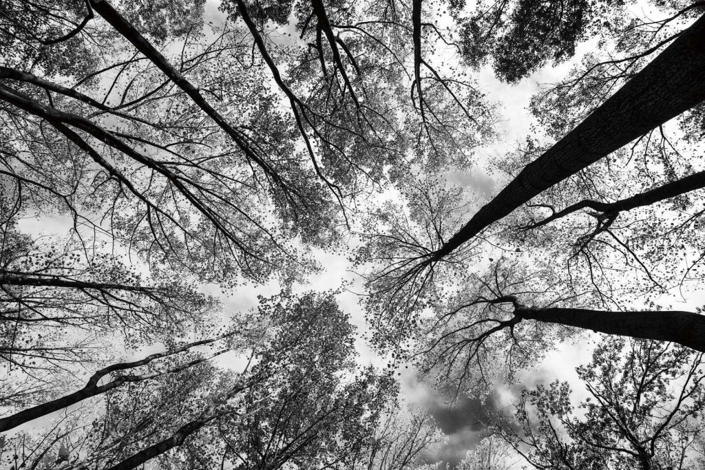 Perspectiva de copas de árboles en blanco y negro