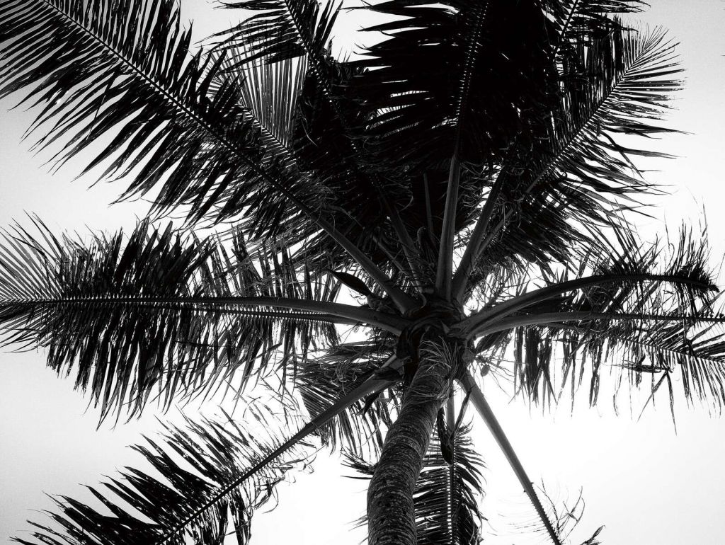 Palma tropical en blanco y negro