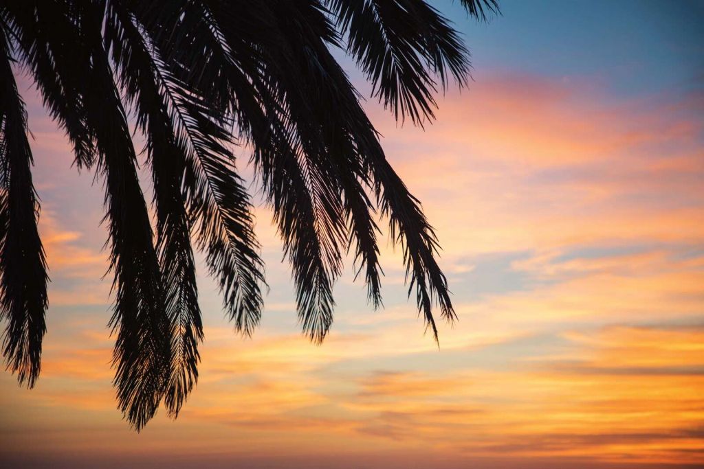 Ramas de palmera al atardecer en el cielo.