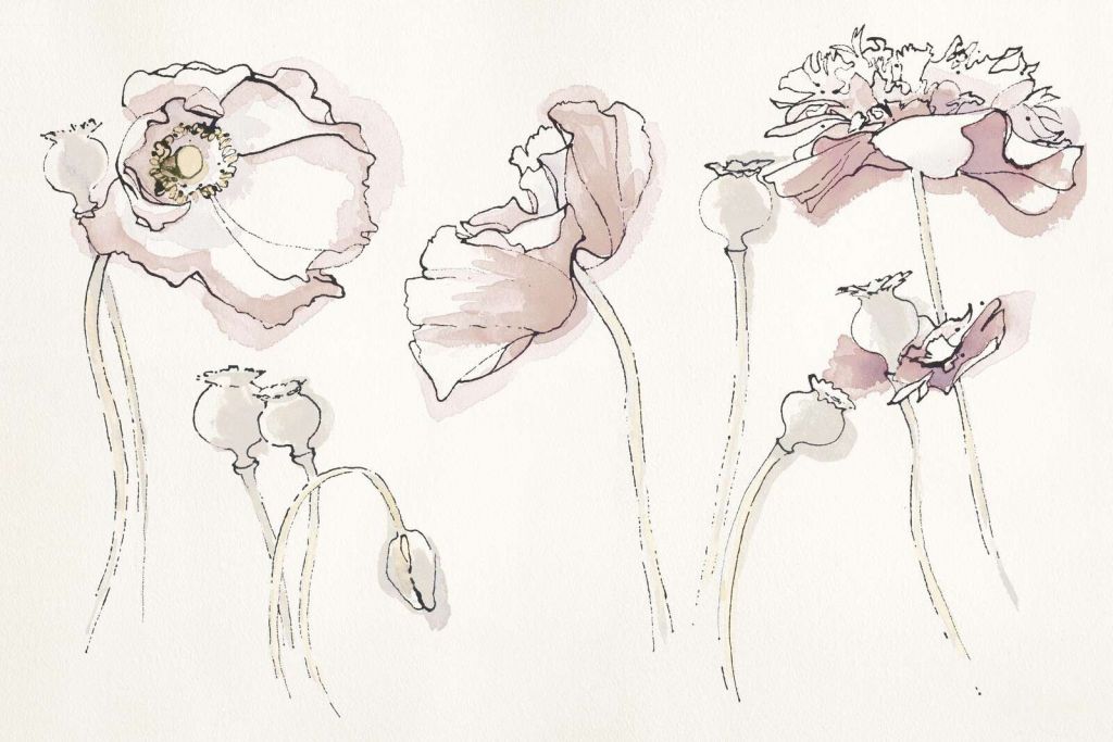 Juego de líneas de amapola rosa suave