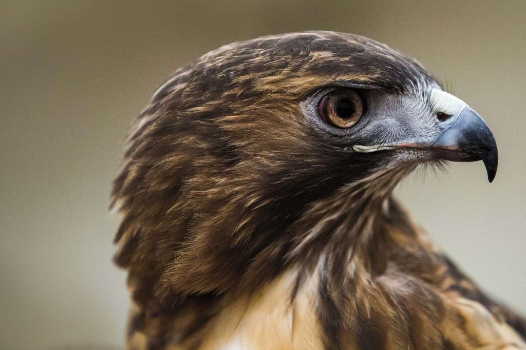Una mirada en esplendor de plumas cálidas.