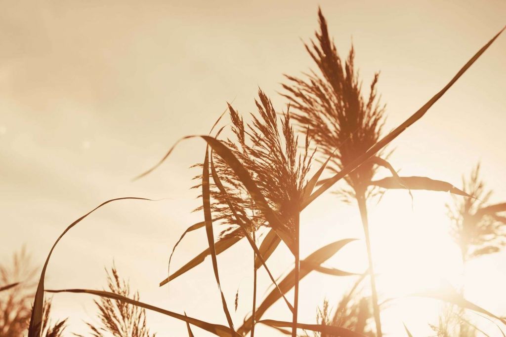 Plumas de caña en la luz dorada.