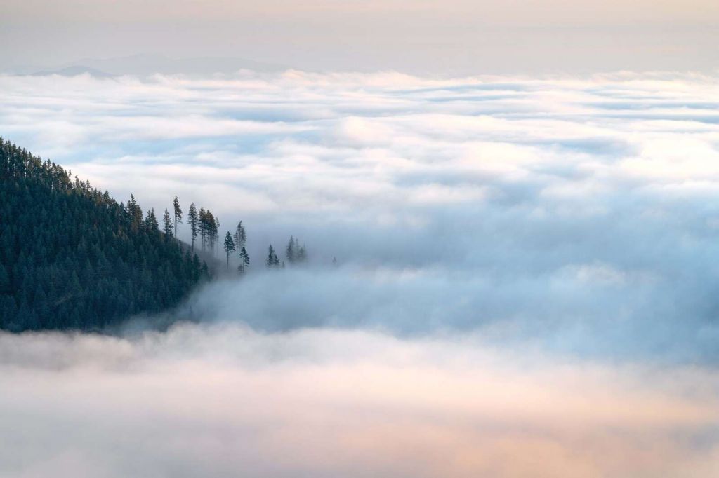 Bosque de montaña sobre las nubes