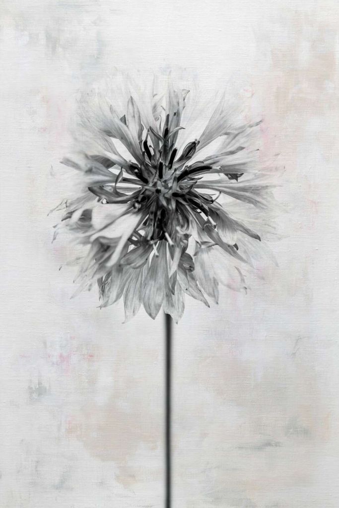 Flor negra sobre fondo claro.