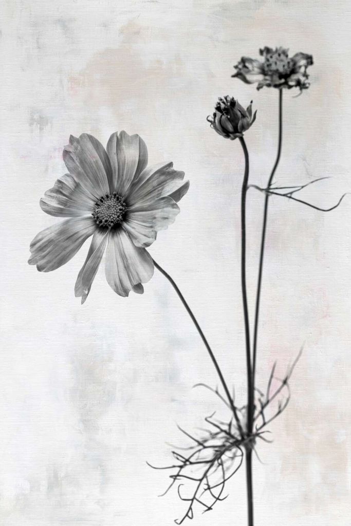Flor en sencillez blanco y negro