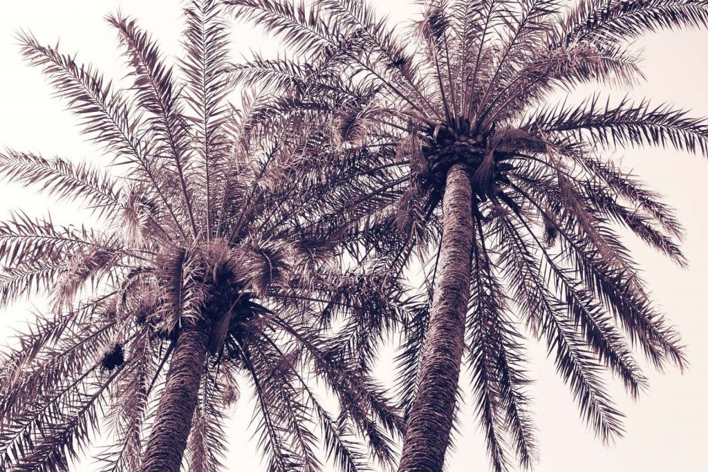 Palmeras tropicales en un cálido resplandor.