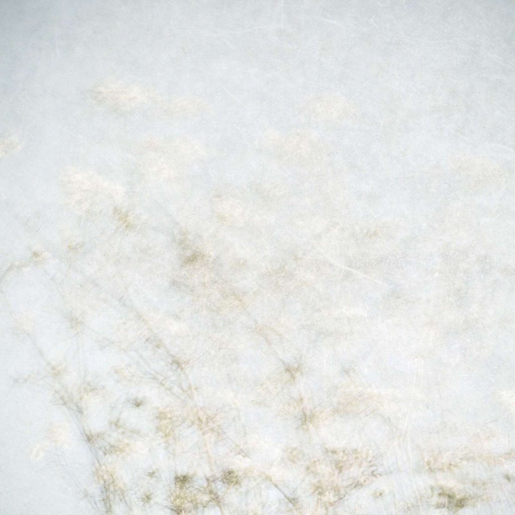 Flores de campo flotantes en la luz de la niebla