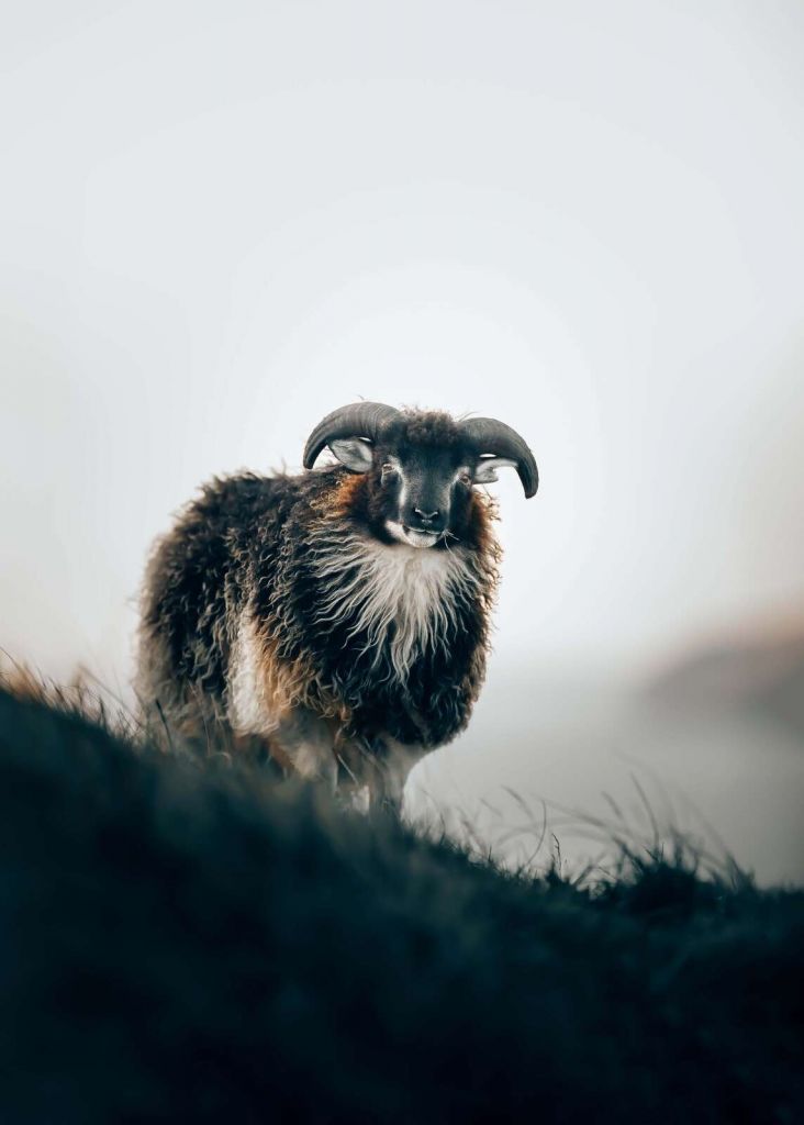 Carnero en la niebla matinal