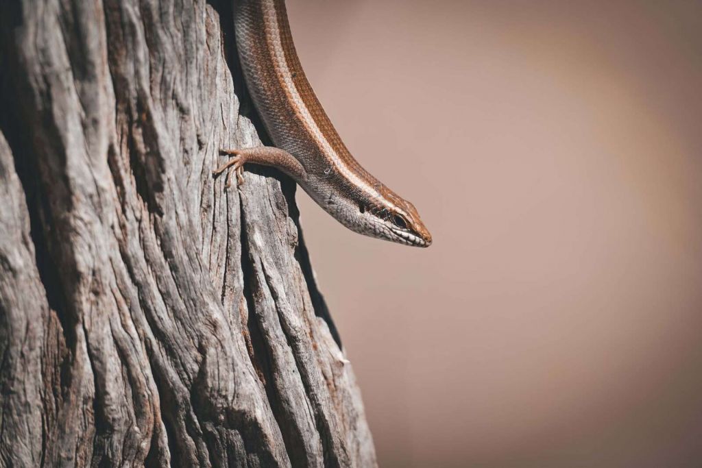 Primer plano detallado de la piel de elefante