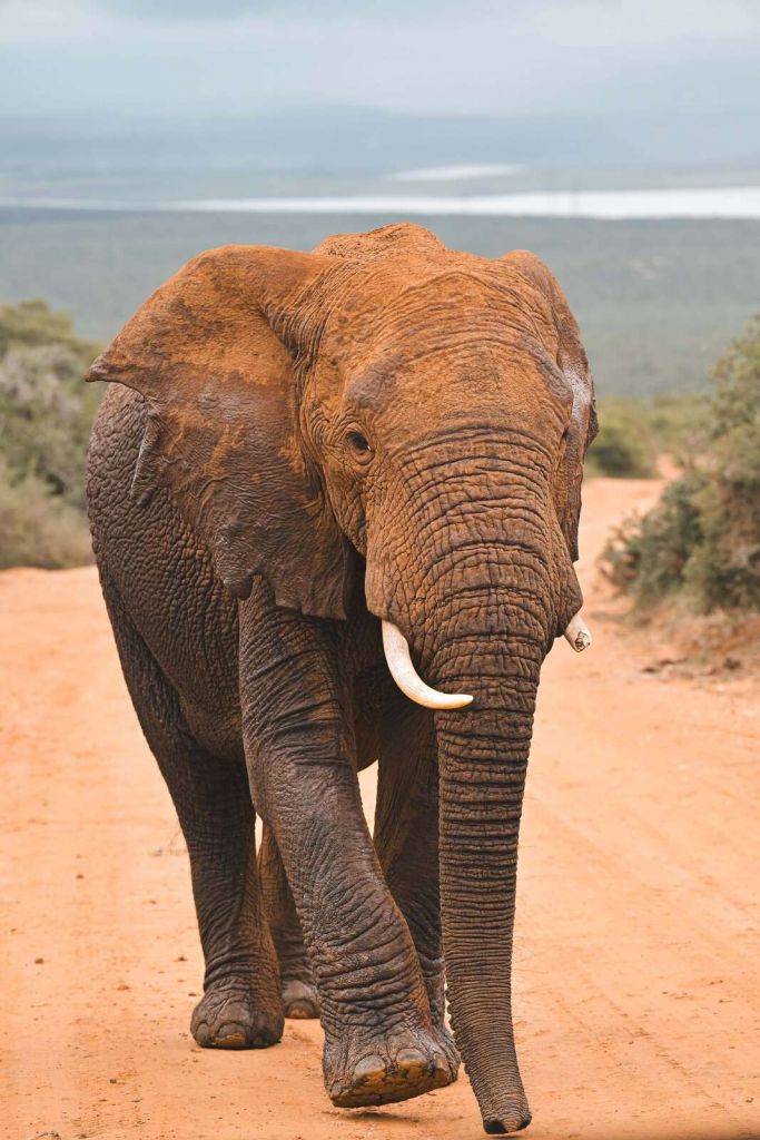 Elefante africano en paisaje