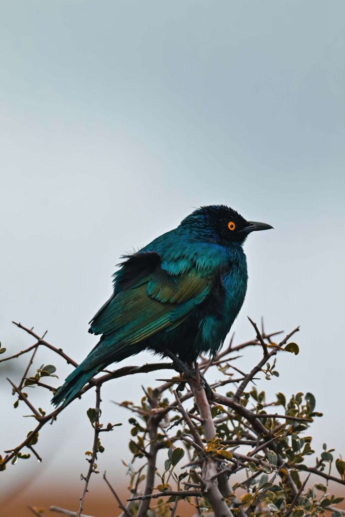 Pájaro colorido sobre una rama
