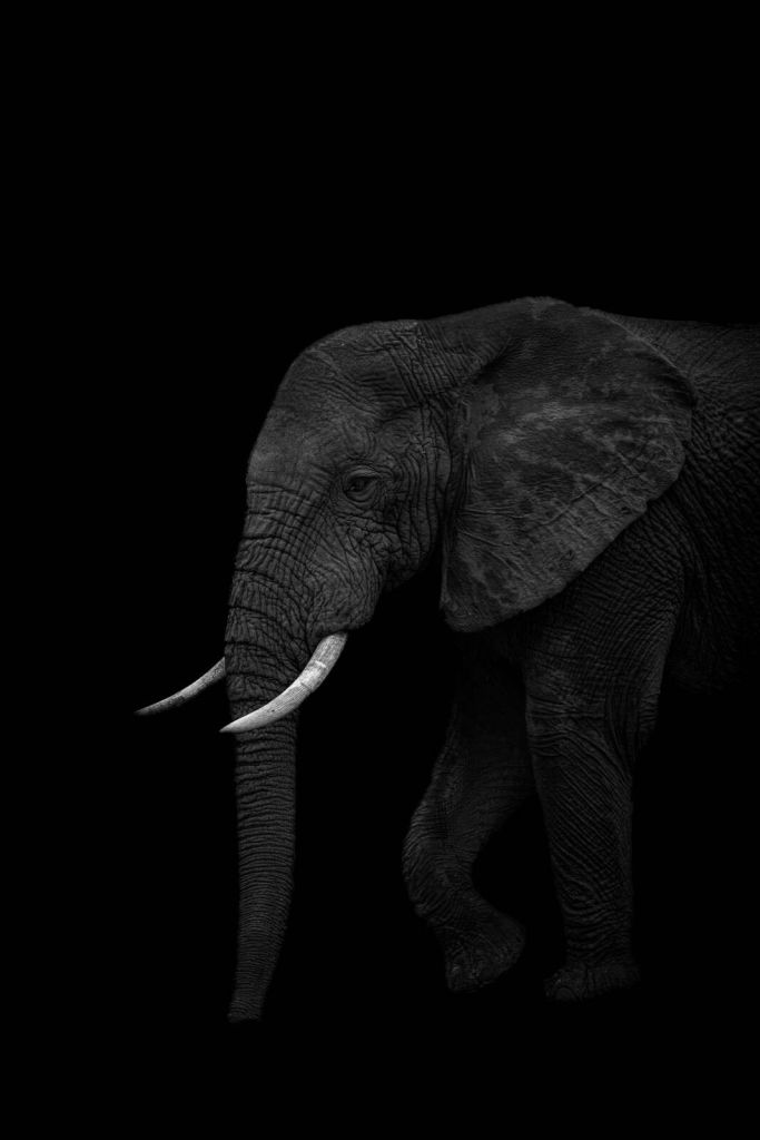 Elefante en sombra oscura
