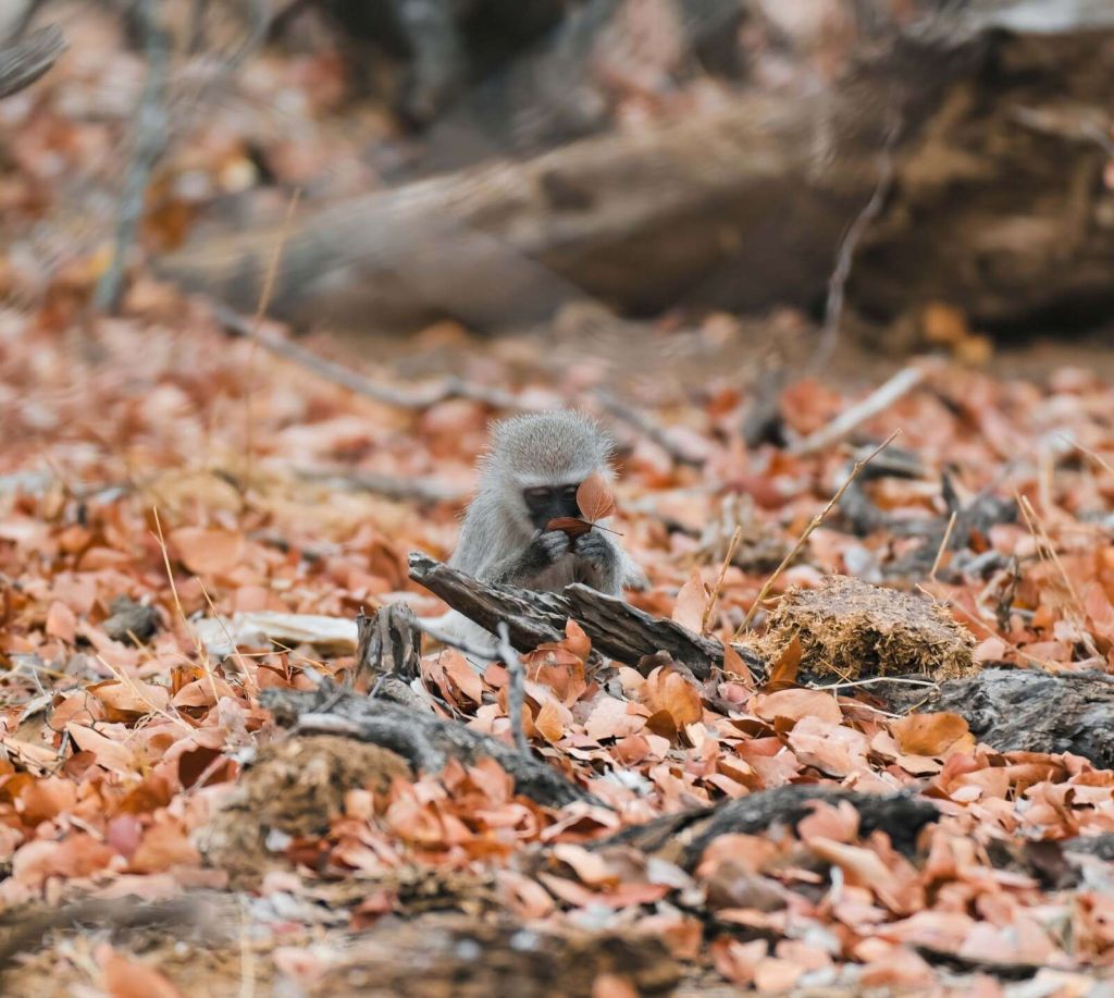 Bosque otoñal con un mono joven
