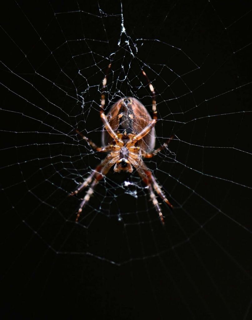 Araña detallada en la telaraña