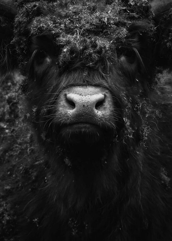 Retrato de cerca de un highlander negro