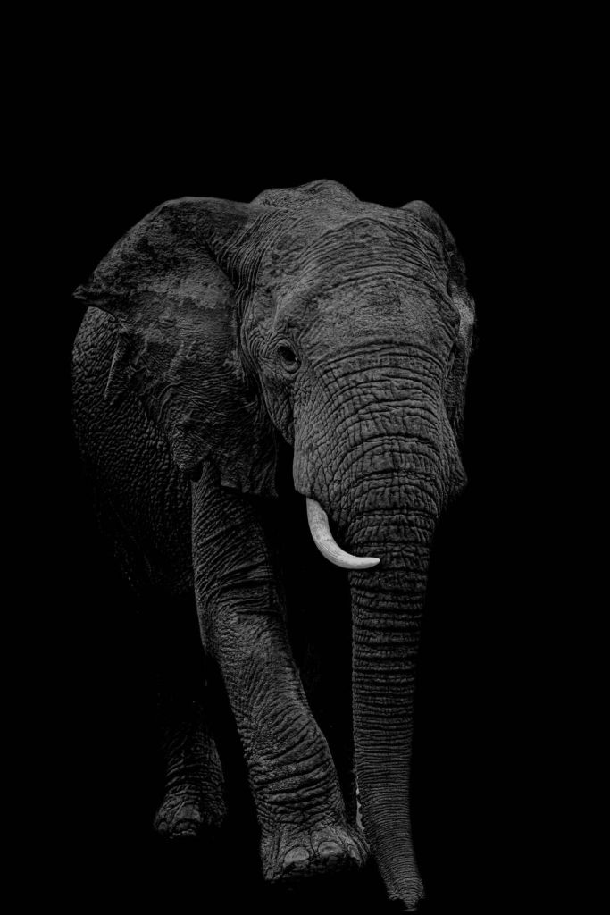 Elefante de pie en blanco y negro