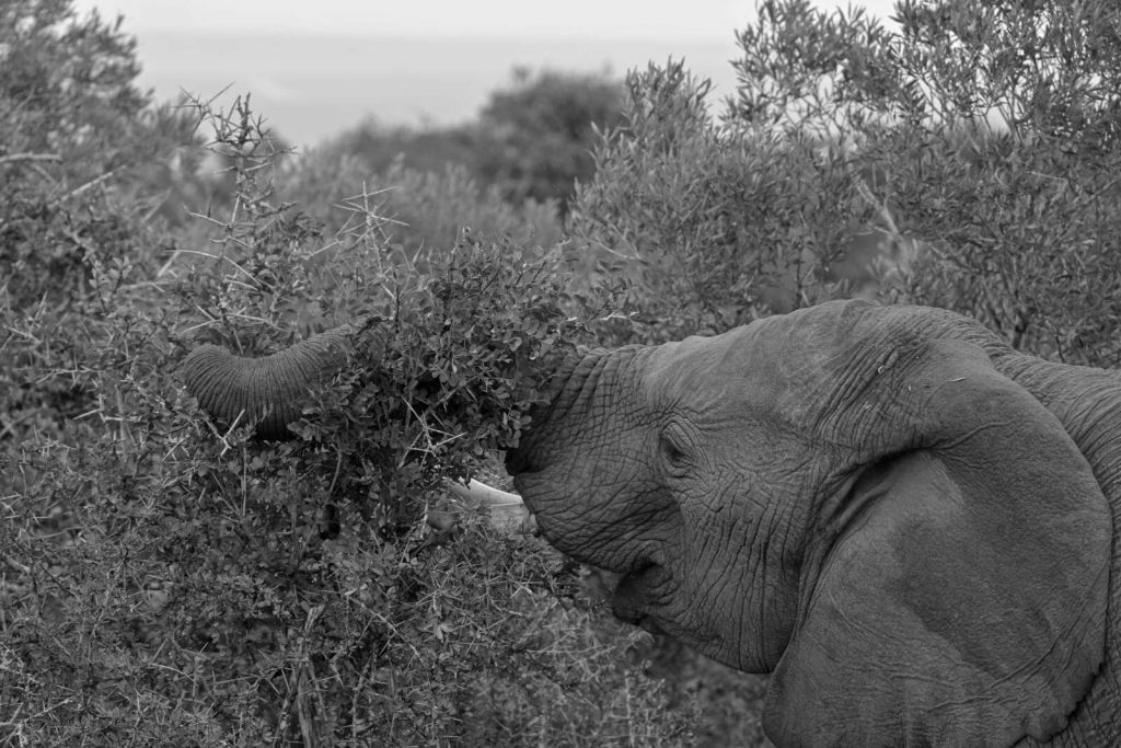 Elefante blanco y negro en arbustos