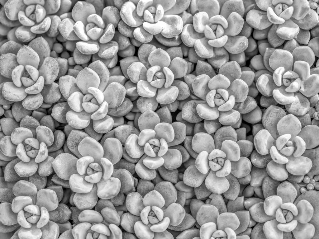 Suculentas grises con patrón de roseta