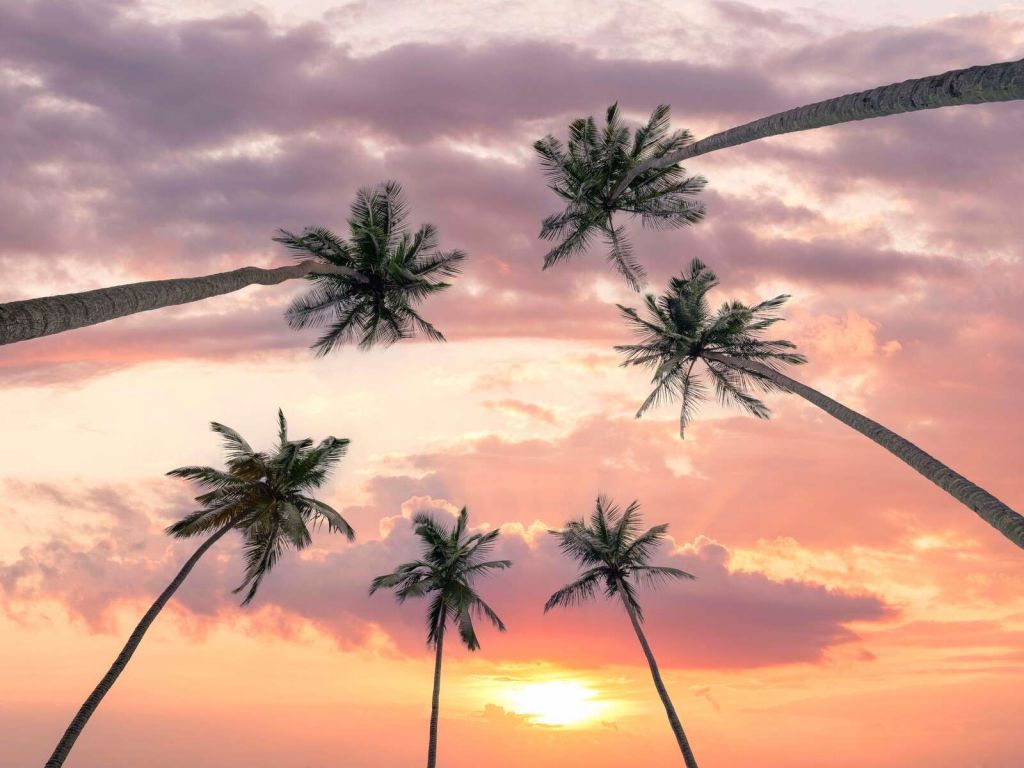 Palmeras al atardecer rosa