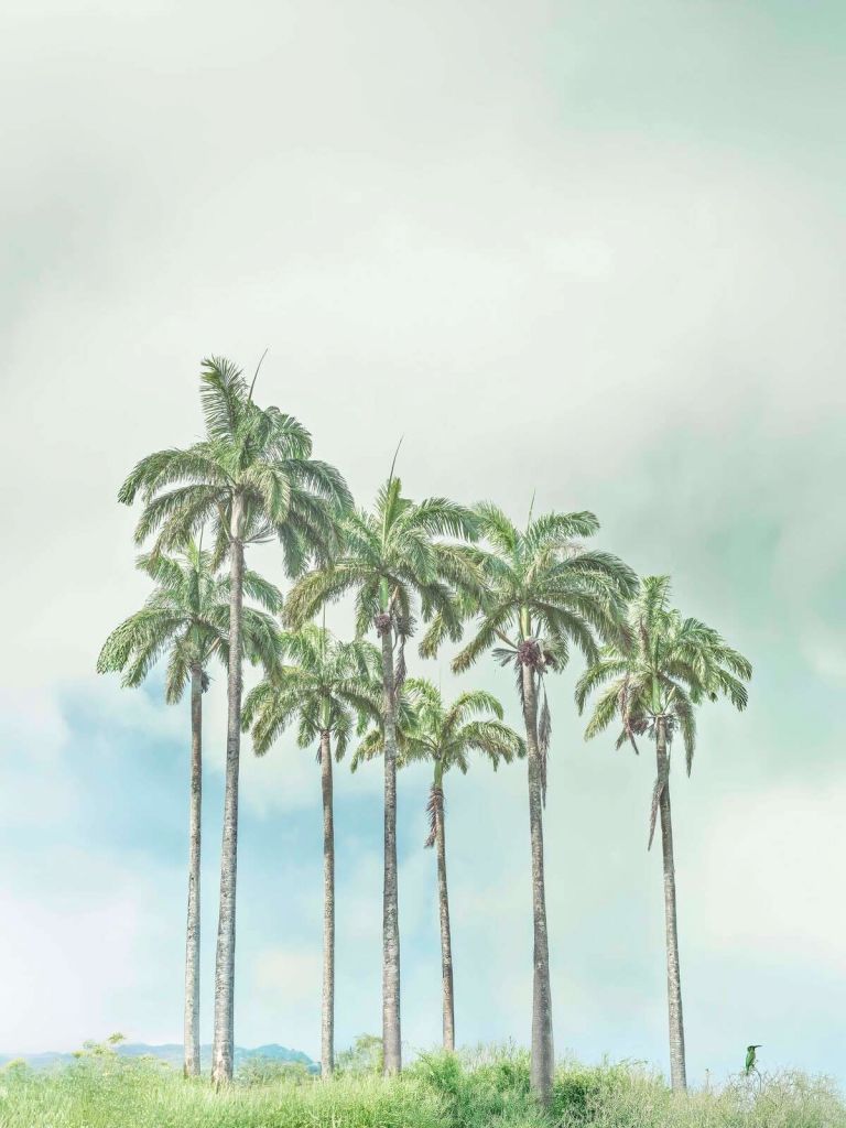 Palmeras minimalistas en aire suave