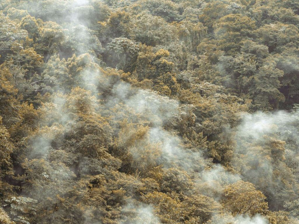 Selva tropical brumosa con suave neblina