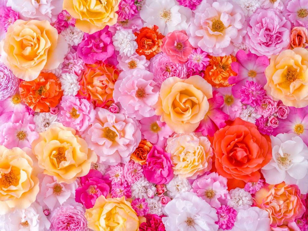 Rosas coloridas en flor pastel