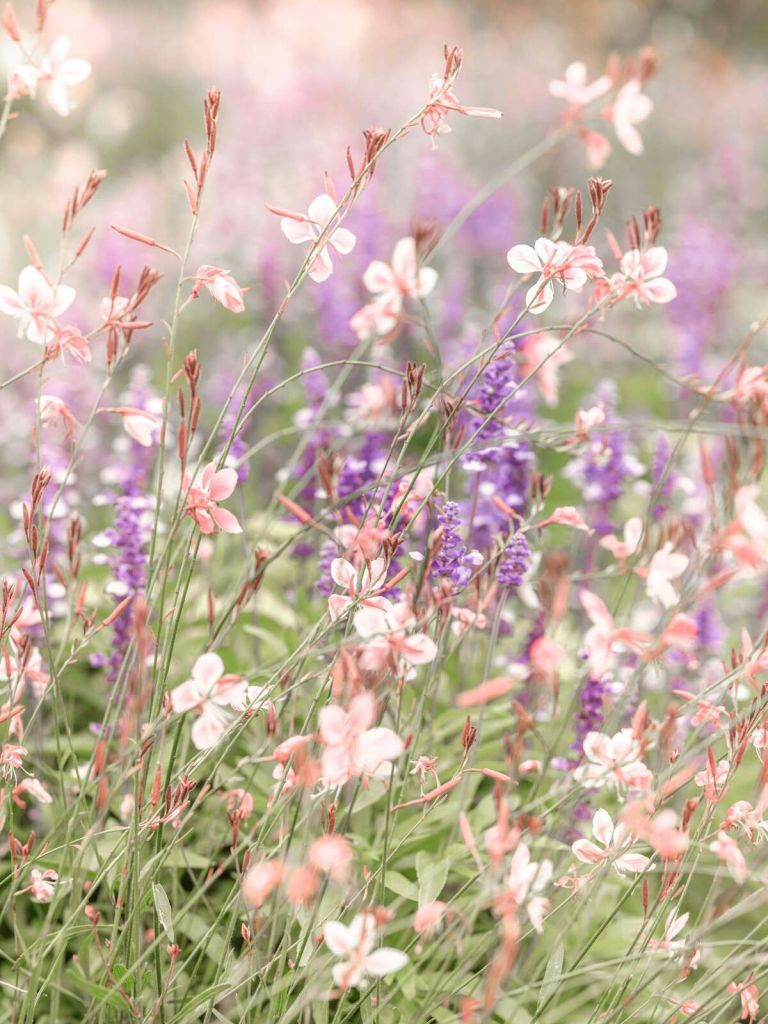 Flores silvestres en suaves tonos pastel