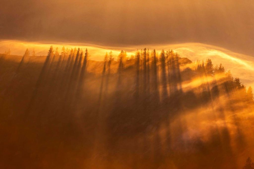 Niebla dorada sobre un bosque de pinos