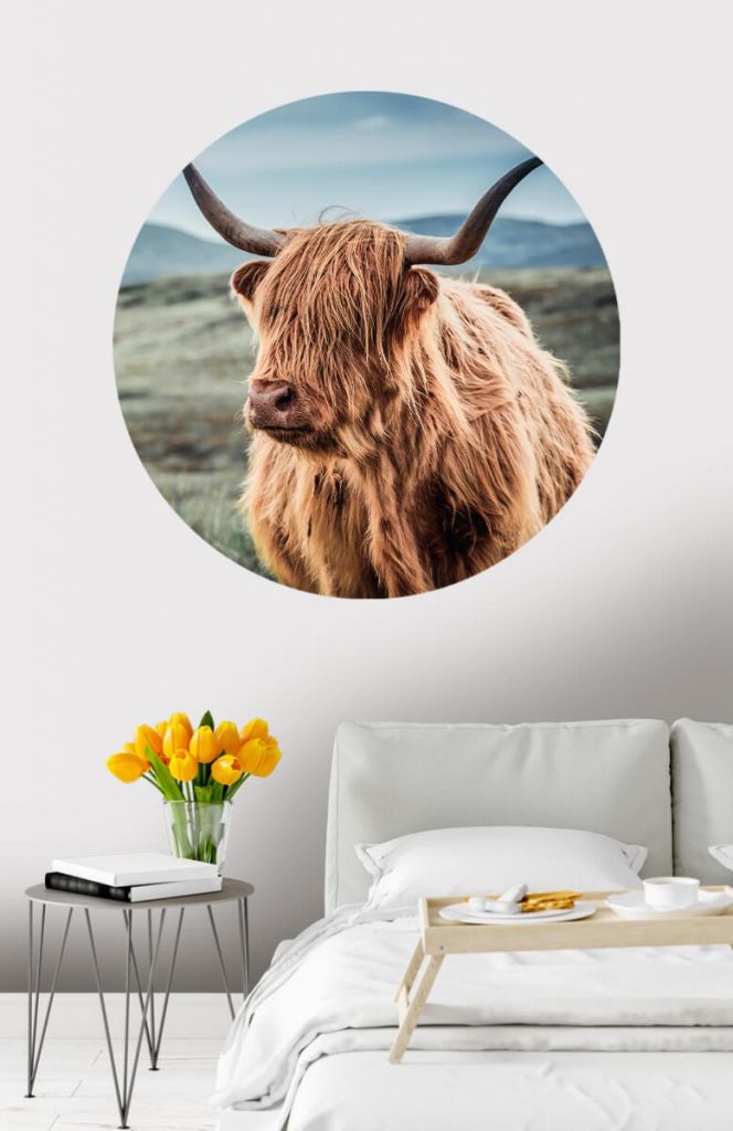 Círculo de empapelado de vaca escocesa en las colinas