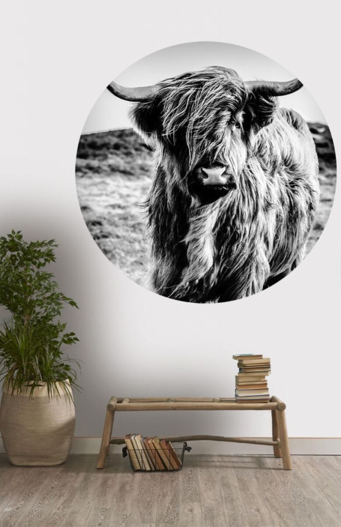 Círculo de empapelado de vaca escocesa en blanco y negro