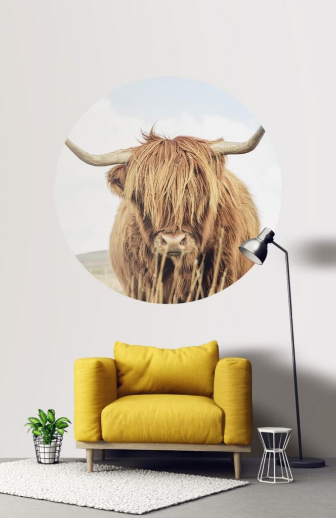 Círculo de empapelado de un primer plano de una vaca escocesa