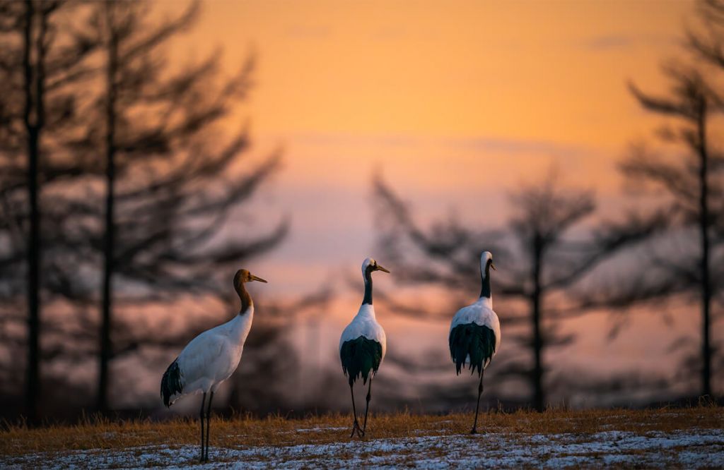 Grullas al atardecer