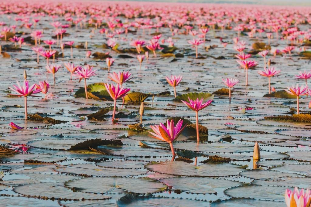 Mar de flores de loto