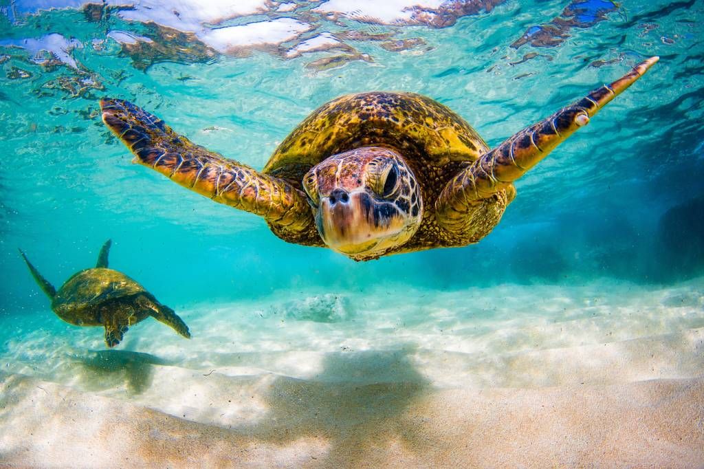 Tortuga marina en el océano