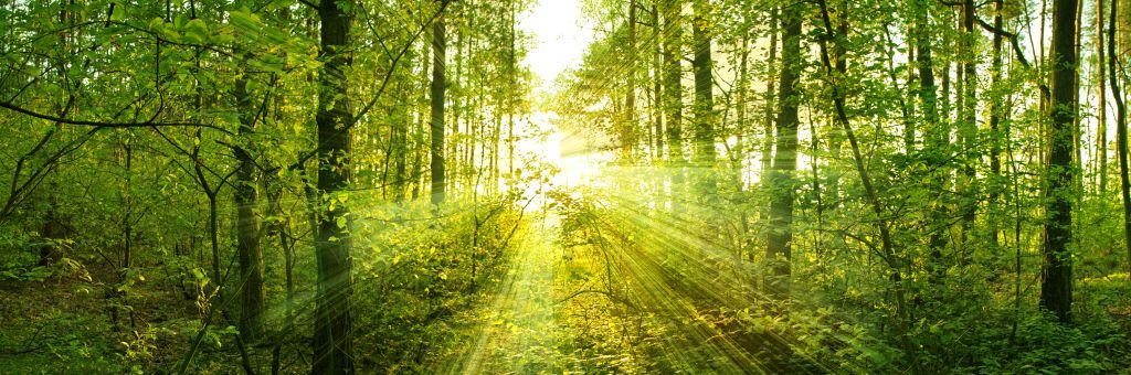 Rayos de sol en un bosque verde