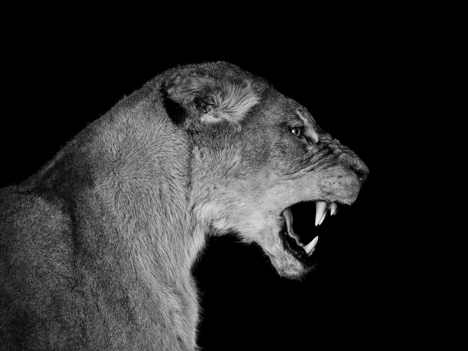 Papel Pintado - Vista lateral leona negra, image size:1600x1199