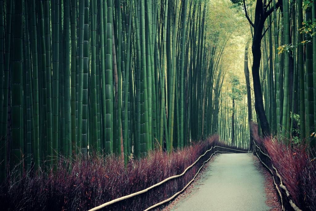 Bosque - Papel pintado con Bosque de bambú - Sala